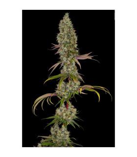 Rainbow Road (Paradise Seeds)