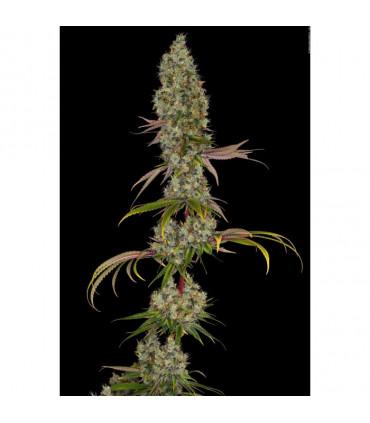 Rainbow Road (Paradise Seeds)