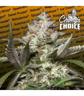 Auto Kong (Paradise Seeds)