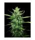 Auto Kong (Paradise Seeds)