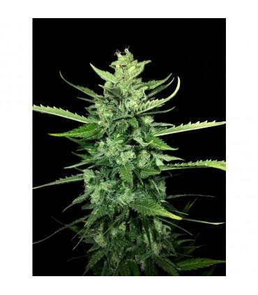 Auto Kong (Paradise Seeds)