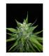 Auto Kong (Paradise Seeds)