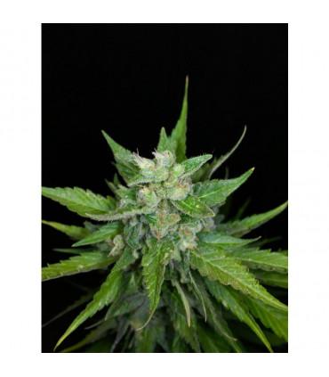 Auto Kong (Paradise Seeds)