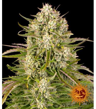 Wedding Cake Auto (Barey's Farm)