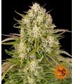 Wedding Cake Auto