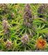 Wedding Cake Auto (Barey's Farm)