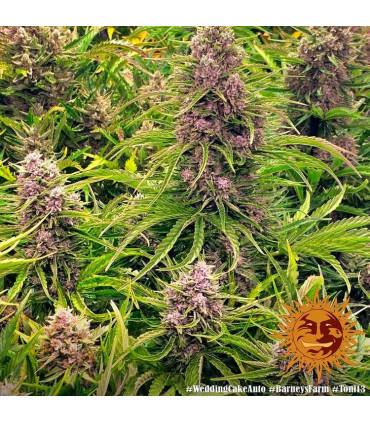 Wedding Cake Auto (Barey's Farm)