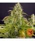 Wedding Cake Auto (Barey's Farm)
