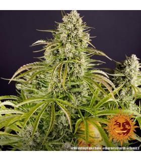 Wedding Cake Auto (Barey's Farm)