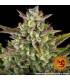 Wedding Cake Auto (Barey's Farm)