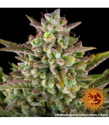 Wedding Cake Auto (Barey's Farm)