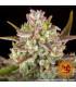 Wedding Cake Auto (Barey's Farm)