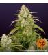 Wedding Cake Auto (Barey's Farm)