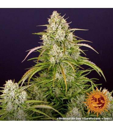 Wedding Cake Auto (Barey's Farm)