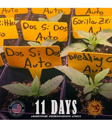 Wedding Cake Auto (Barey's Farm)