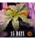 Wedding Cake Auto (Barey's Farm)