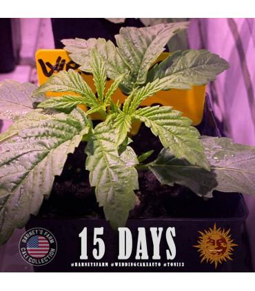 Wedding Cake Auto (Barey's Farm)
