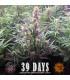 Wedding Cake Auto (Barey's Farm)