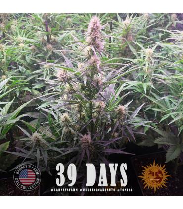 Wedding Cake Auto (Barey's Farm)