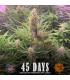 Wedding Cake Auto (Barey's Farm)