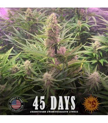 Wedding Cake Auto (Barey's Farm)