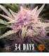Wedding Cake Auto (Barey's Farm)