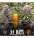 Wedding Cake Auto (Barey's Farm)
