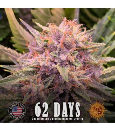 Wedding Cake Auto (Barey's Farm)