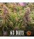 Wedding Cake Auto (Barey's Farm)