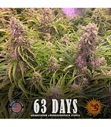 Wedding Cake Auto (Barey's Farm)