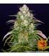 Wedding Cake Auto (Barey's Farm)