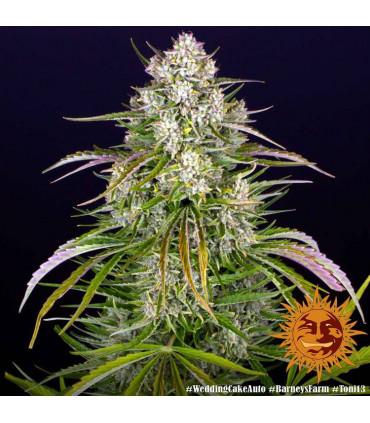Wedding Cake Auto (Barey's Farm)