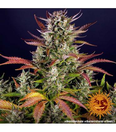 Dos Si Dos Auto (Barney's Farm)