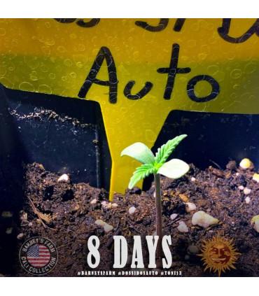 Dos Si Dos Auto (Barney's Farm)