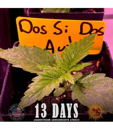 Dos Si Dos Auto (Barney's Farm)