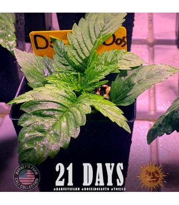 Dos Si Dos Auto (Barney's Farm)