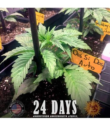 Dos Si Dos Auto (Barney's Farm)