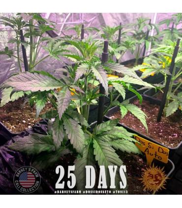 Dos Si Dos Auto (Barney's Farm)