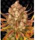 Dos Si Dos Auto (Barney's Farm)