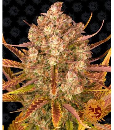 Gorilla Zkittlez Auto (Barney's Farm)