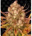 Gorilla Zkittlez Auto