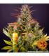 Gorilla Zkittlez Auto (Barney's Farm)