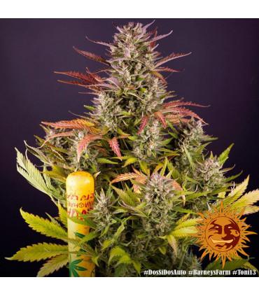 Gorilla Zkittlez Auto (Barney's Farm)