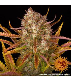 Gorilla Zkittlez Auto (Barney's Farm)