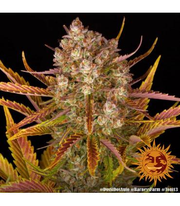 Gorilla Zkittlez Auto (Barney's Farm)