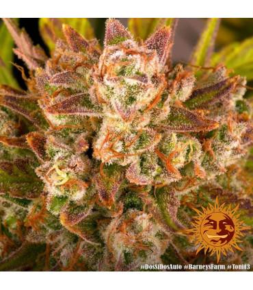 Gorilla Zkittlez Auto (Barney's Farm)