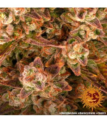 Gorilla Zkittlez Auto (Barney's Farm)