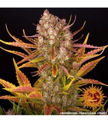 Gorilla Zkittlez Auto (Barney's Farm)