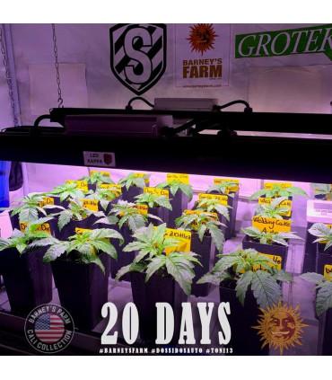 Gorilla Zkittlez Auto (Barney's Farm)