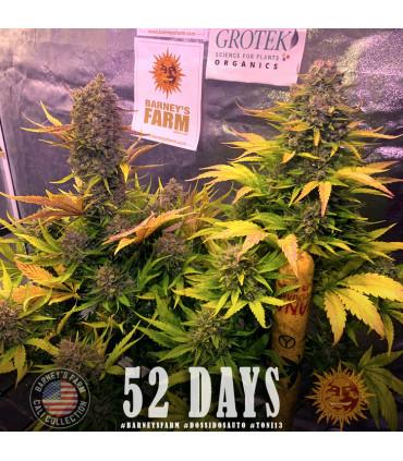 Gorilla Zkittlez Auto (Barney's Farm)